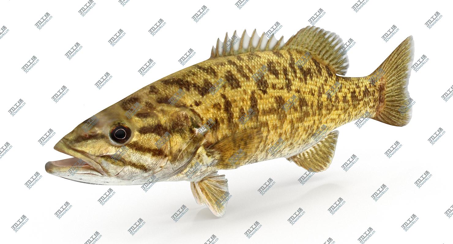 images/goods_img/2021040164/Bass Collection 3D/3.jpg